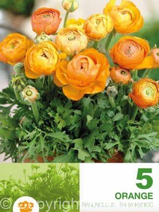 Ranunculus Orange Economy