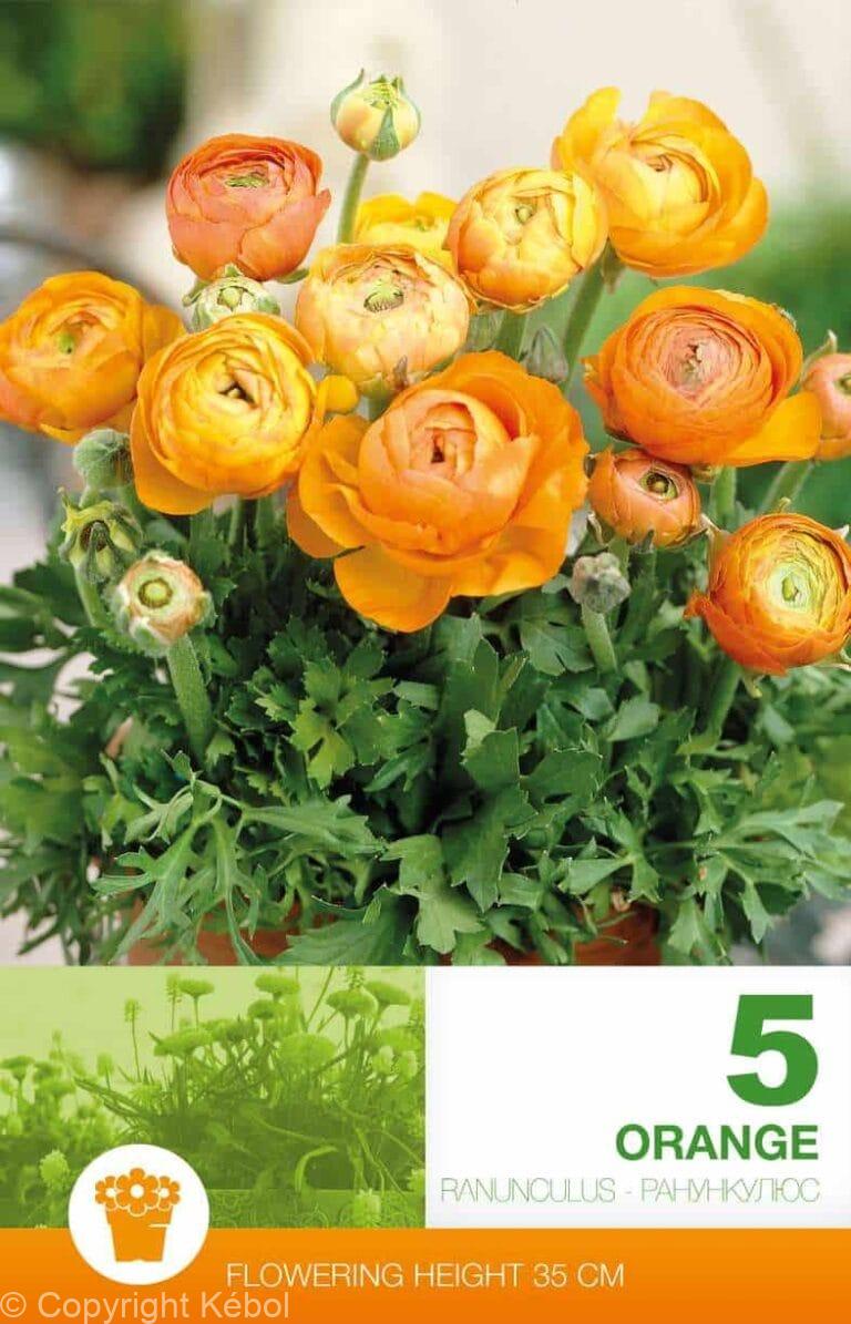 Ranunculus Orange Economy