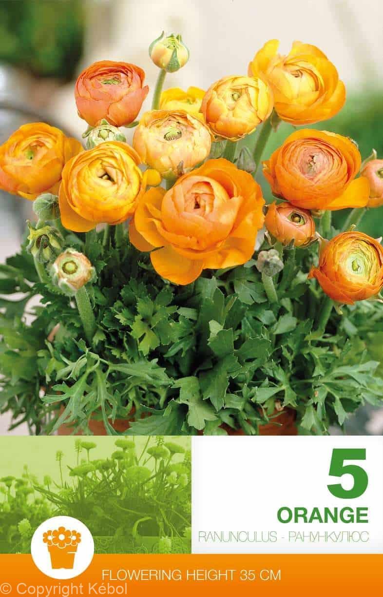 Ranunculus Orange Economy