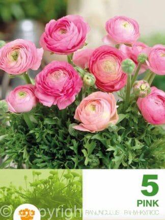 Ranunculus Pink Economy