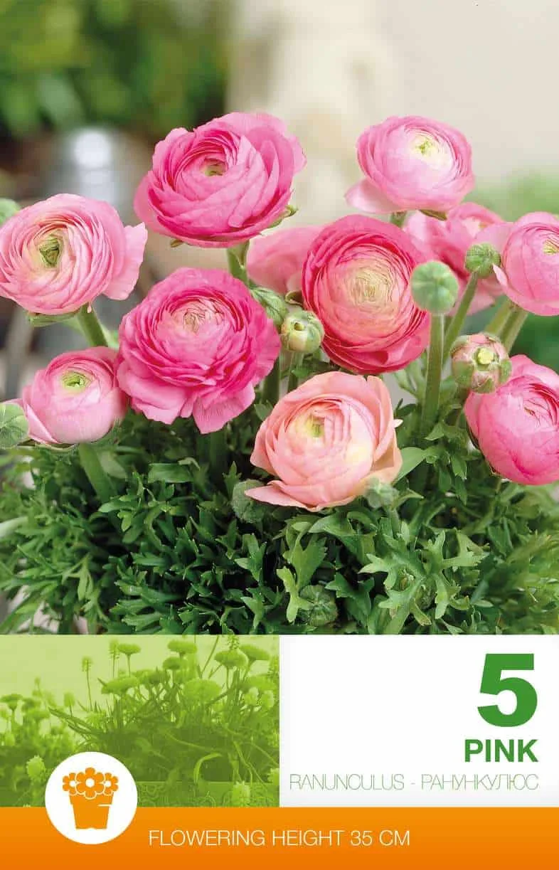 Ranunculus Pink Economy