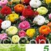 Ranunculus Mixed Economy