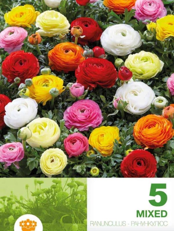 Ranunculus Mixed Economy