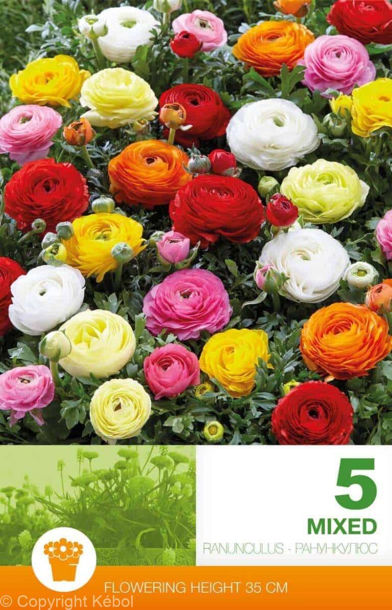 Ranunculus Mixed Economy