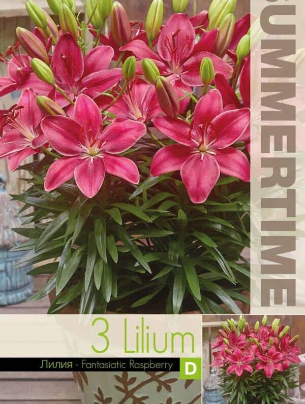 Lilium Fantasiatic Raspberry