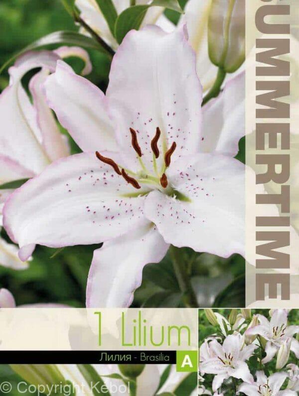 Lilium Brasilia - RB