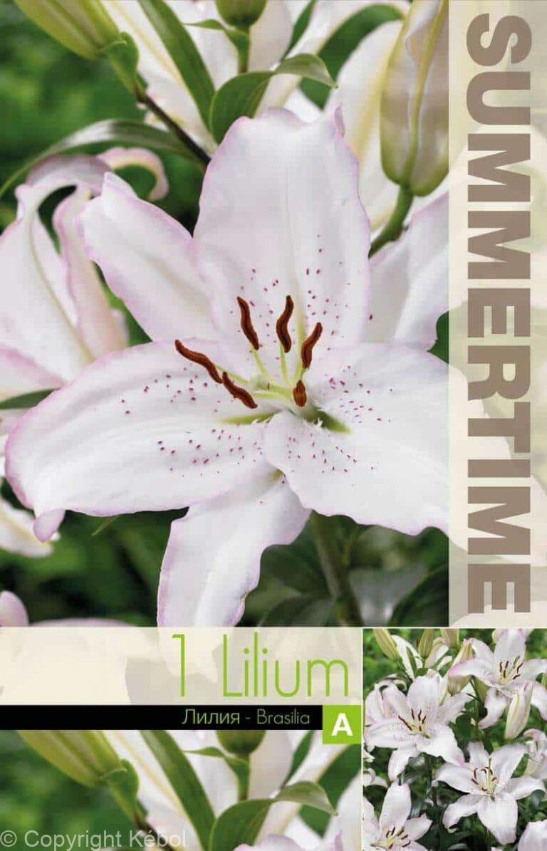 Lilium Brasilia - RB