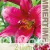 Lilium Purple Prince - RB