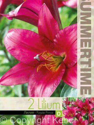 Lilium Purple Prince