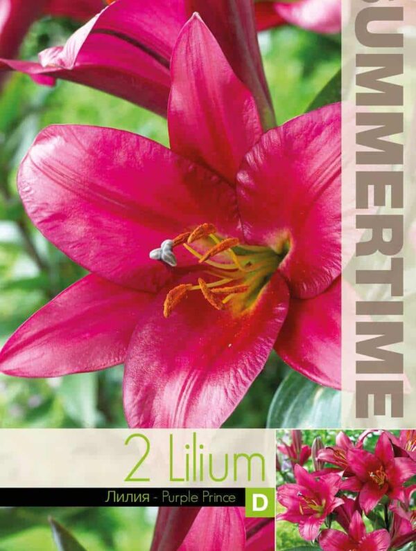Lilium Purple Prince