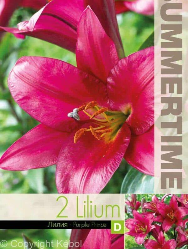 Lilium Purple Prince - RB