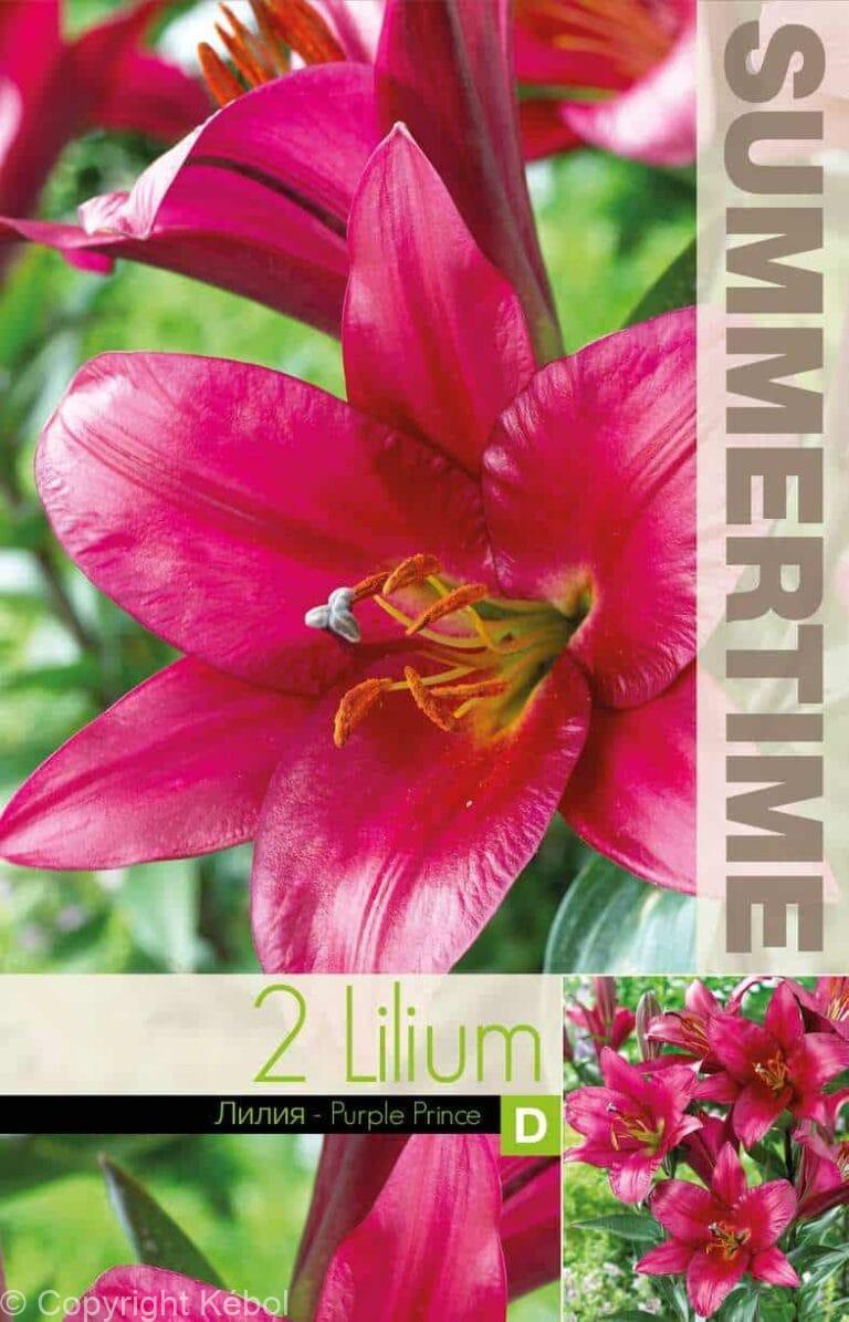 Lilium Purple Prince - RB