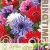 Anemone St. Brigid Mixed - RB