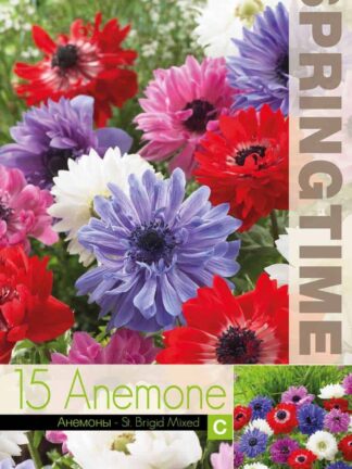 Anemone St. Brigid Mixed