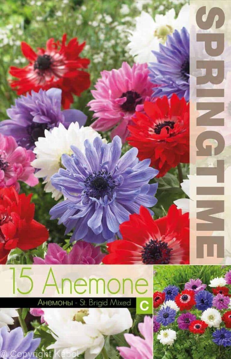 Anemone St. Brigid Mixed - RB