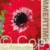 Anemone The Governor - RB