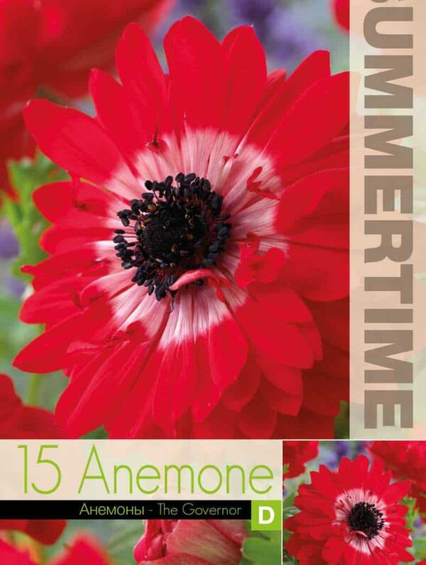 Anemone The Governor - RB