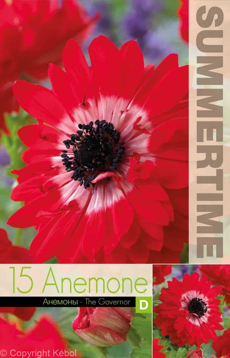 Anemone The Governor - RB