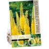 Eremurus Bungei