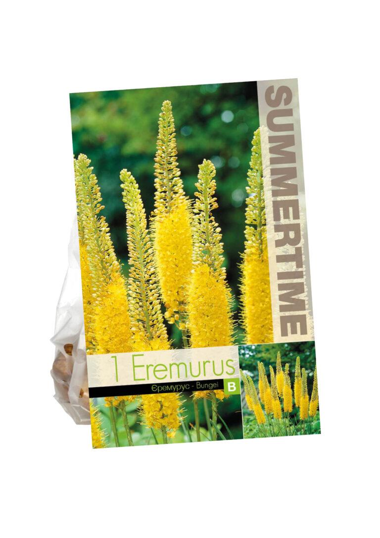 Eremurus Bungei
