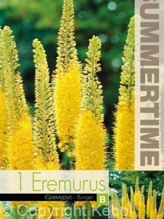 Eremurus Bungei