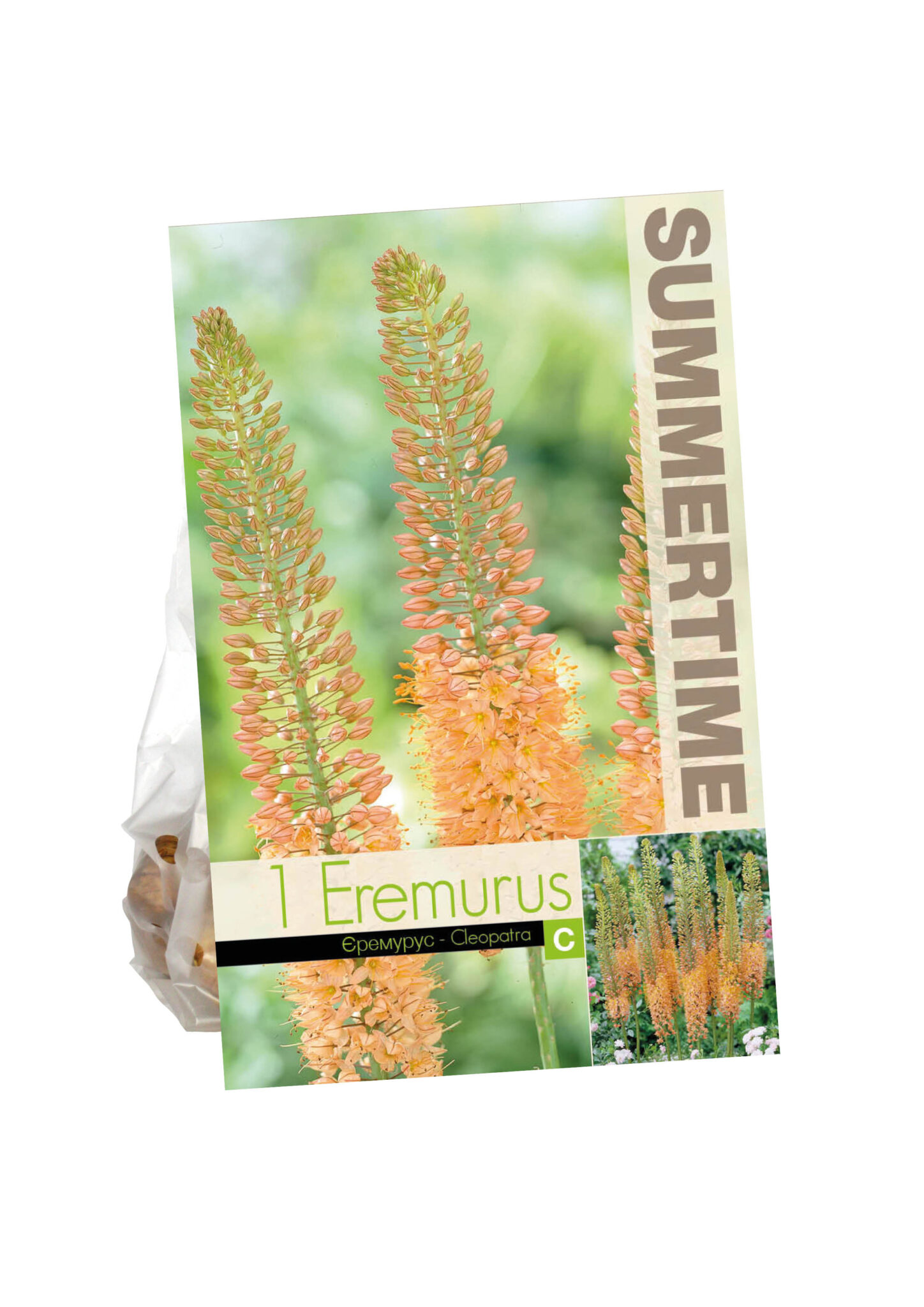 Eremurus Cleopatra