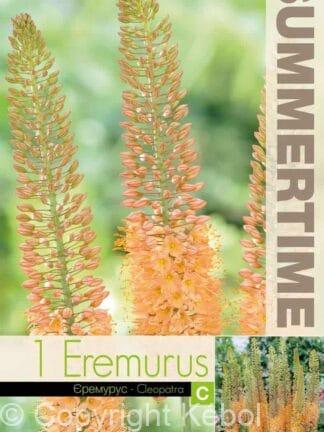 Eremurus Cleopatra