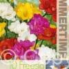 Freesia Double Mixed - RB