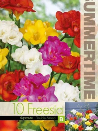 Freesia Double Mixed