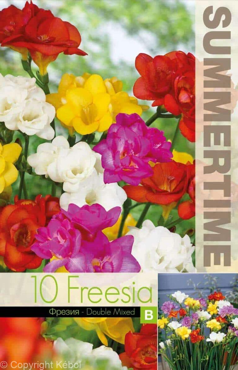 Freesia Double Mixed - RB