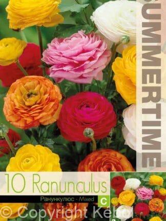Ranunculus Mixed