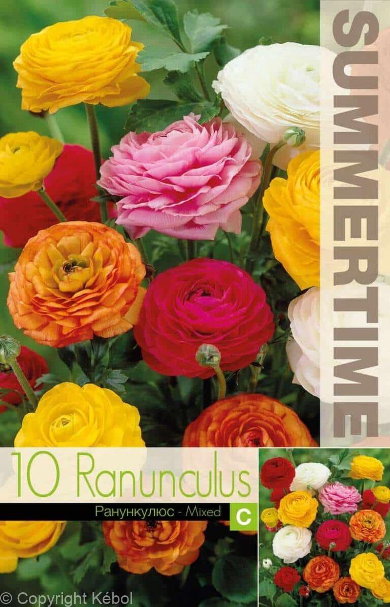 Ranunculus Mixed - RB