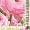 Ranunculus Pink