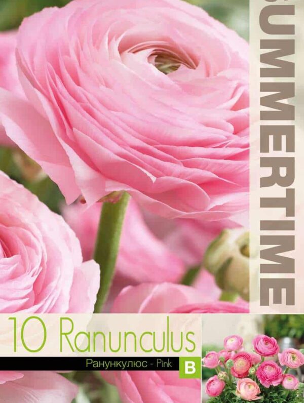 Ranunculus Pink