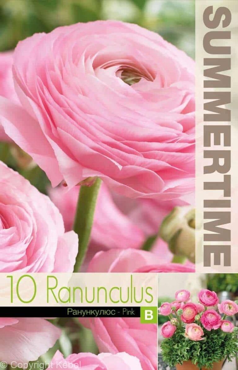 Ranunculus Pink