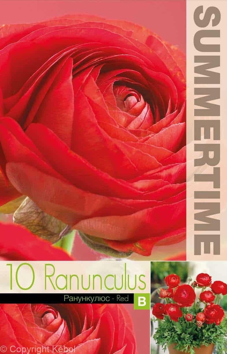 Ranunculus Red - RB
