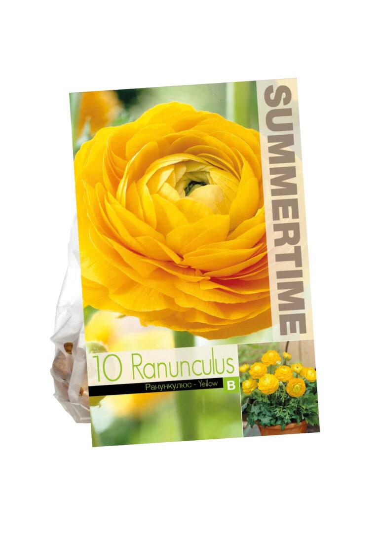 Ranunculus Yellow