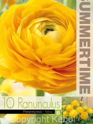 Ranunculus Yellow