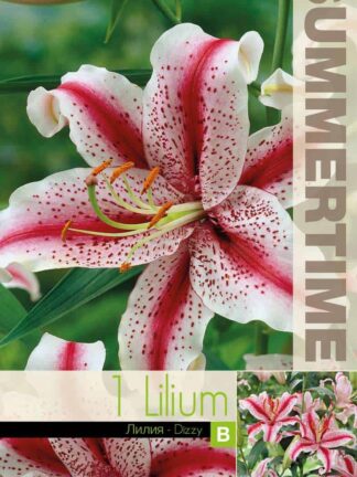 Lilium Dizzy / RB