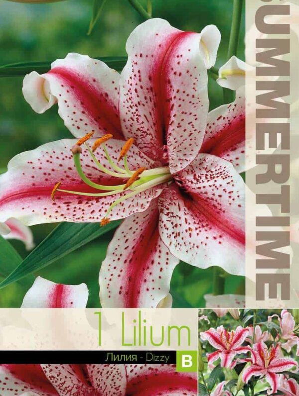 Lilium Dizzy / RB