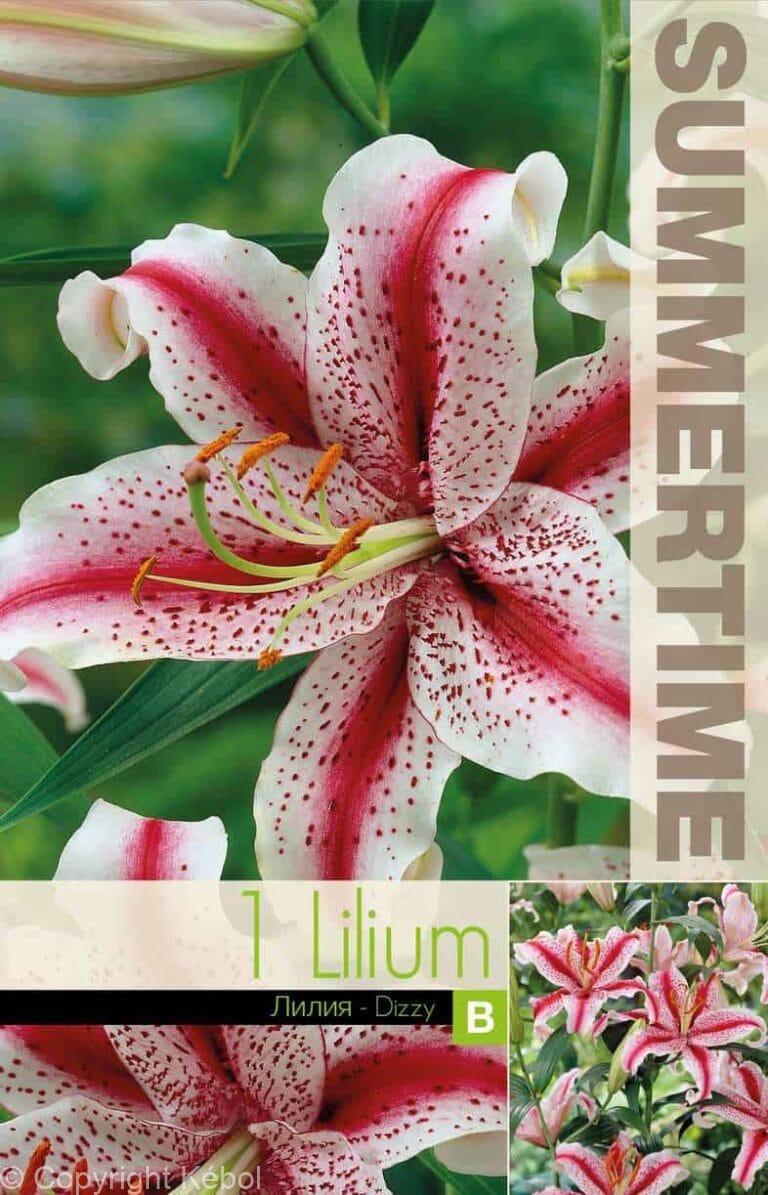Lilium Dizzy - RB
