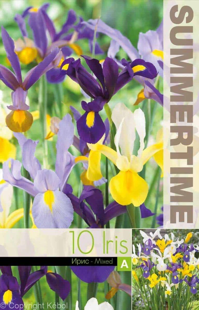 Iris Hollandica Mixed - RB