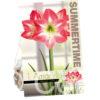 Amaryllis Exposure