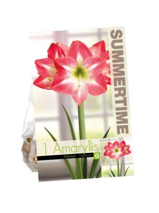 Amaryllis Exposure