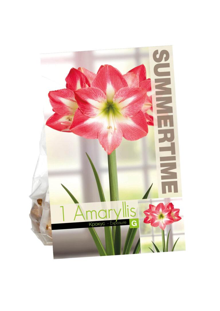 Amaryllis Exposure