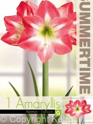 Amaryllis Exposure