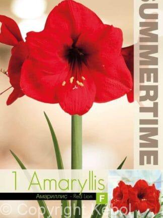 Amaryllis Red Lion