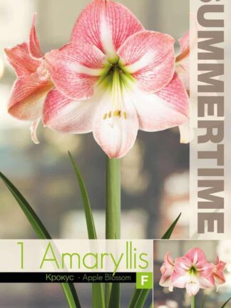 Amaryllis Apple Blossom