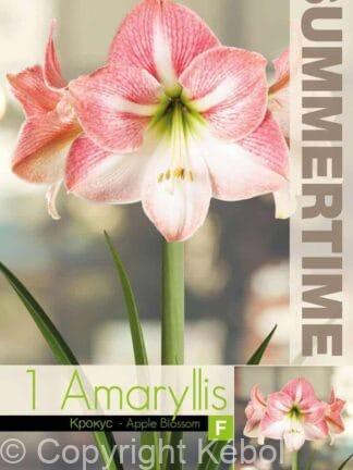 Amaryllis Apple Blossom
