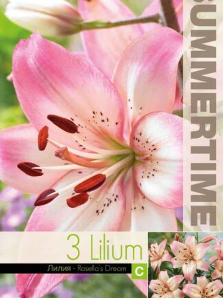 Lilium Rosella's Dream